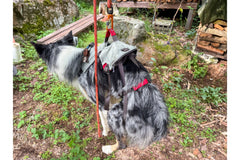 19.0kg 男の子 ジョシュくん | ボーダーコリー 🐶ダブルバックハーネス