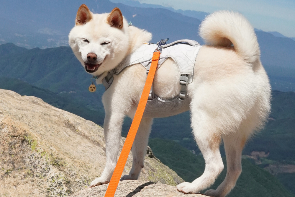 6.5kg 男の子 まめ大福くん | 柴犬🐶スワンプクーラードッグハーネス