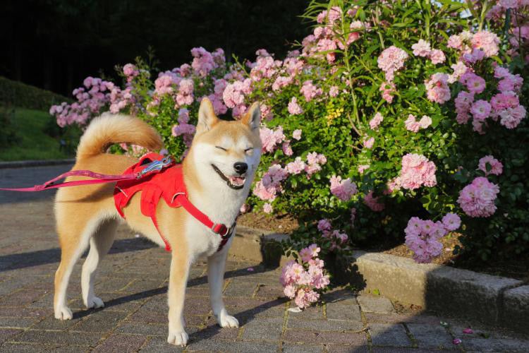10kg 女の子 お琴ちゃん | 柴犬🐶 ウェブマスターハーネス　