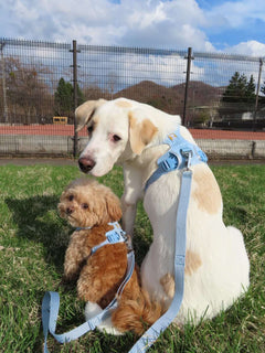 4.0kg 男の子 殿丸くん | ミックス🐶フロントレンジフレックスハーネス
