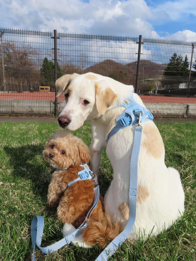 フロントレンジフレックスハーネス | Ruffwear JAPAN