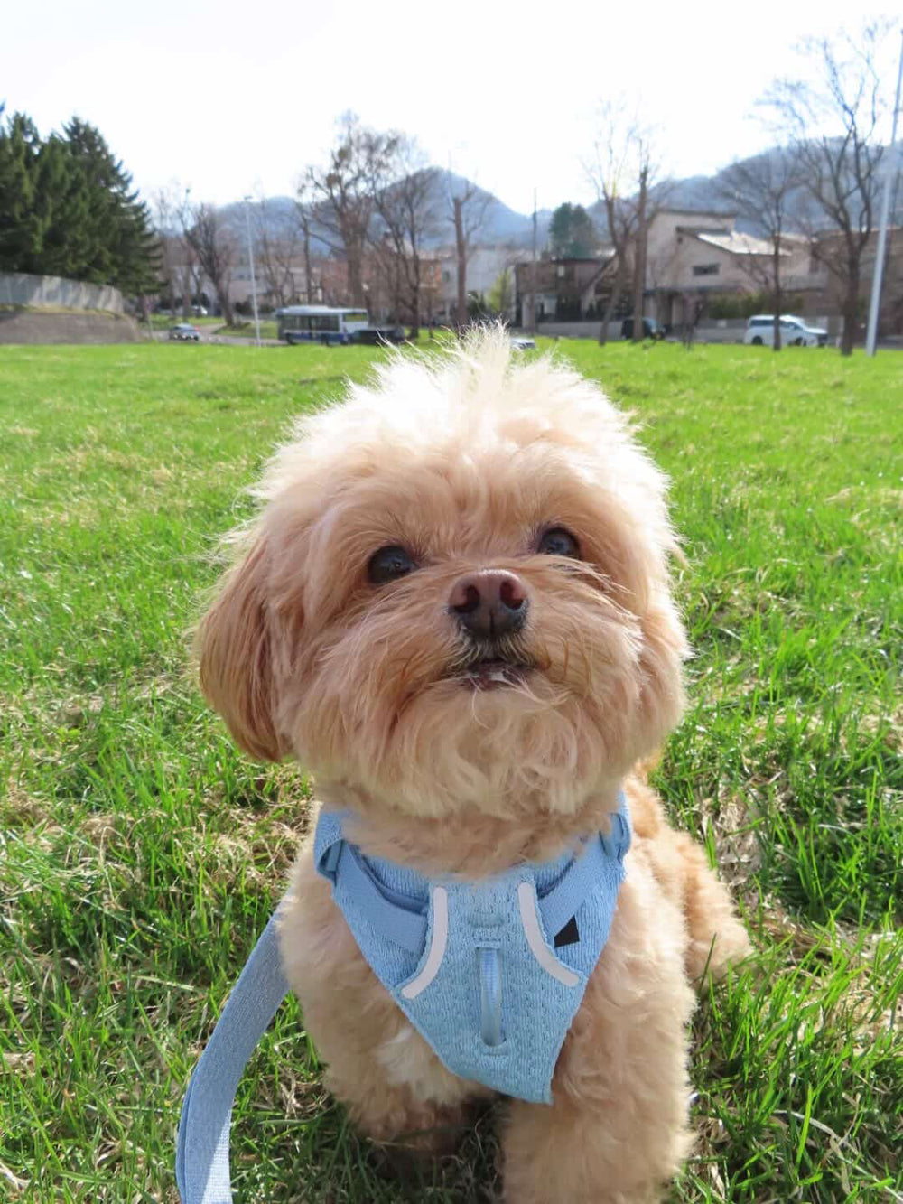 4.0kg 男の子 殿丸くん | ミックス🐶フロントレンジフレックスハーネス