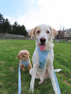 4.0kg 男の子 殿丸くん | ミックス🐶フロントレンジフレックスハーネス