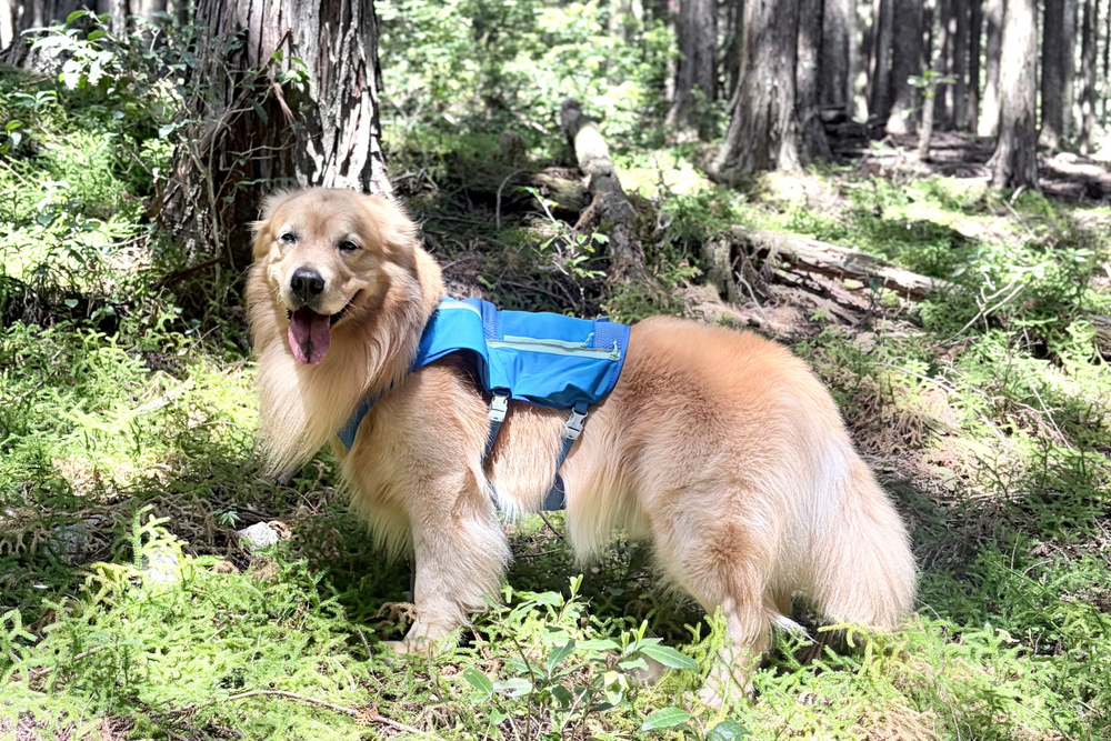 39.0kg 男の子 山祇くん | ゴールデンレトリバー🐶トレイルランナーランニングベスト