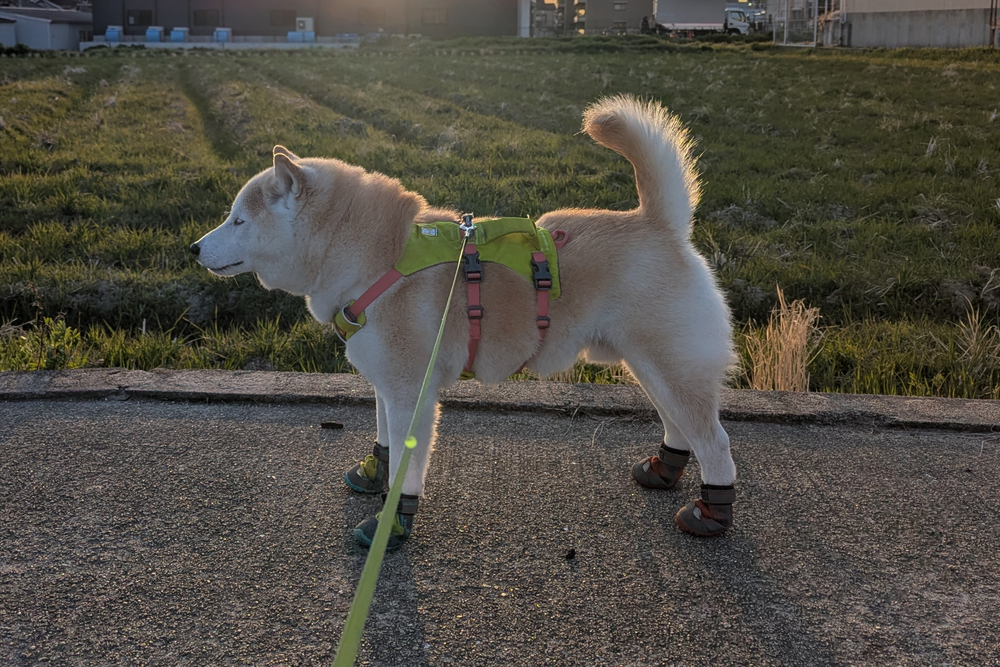 10.0kg 男の子 ジョニーくん | 柴犬🐶フラッグラインハーネス