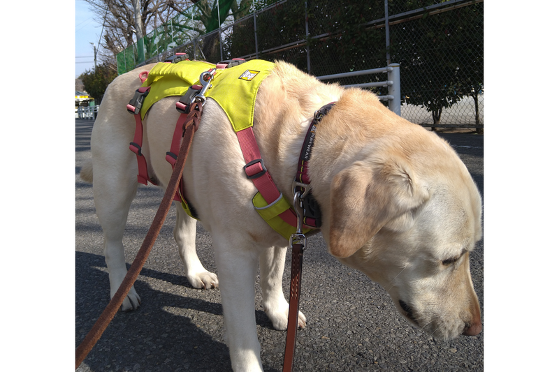フラッグラインハーネス | 強力で軽量なリフト＆アシスト | Ruffwear JAPAN