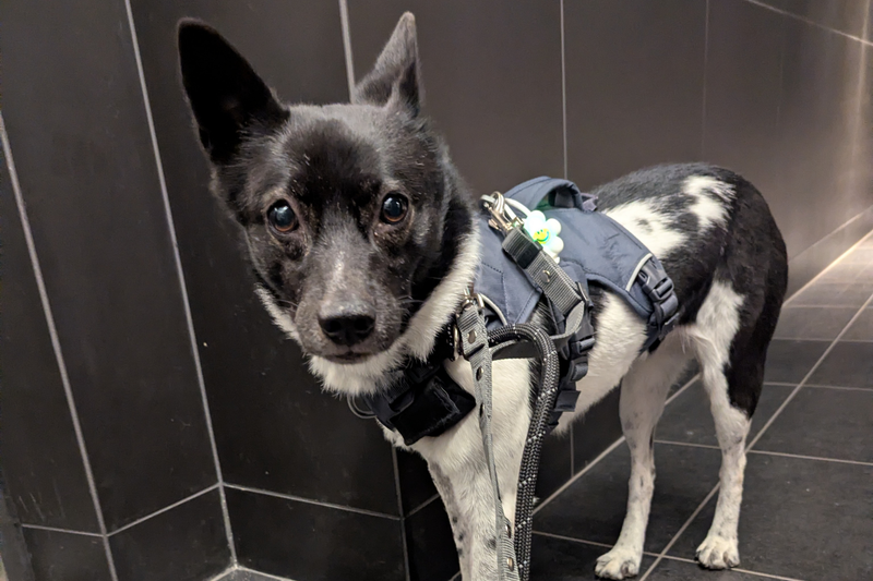 ウェブマスタードッグハーネス(SS25) | Ruffwear JAPAN