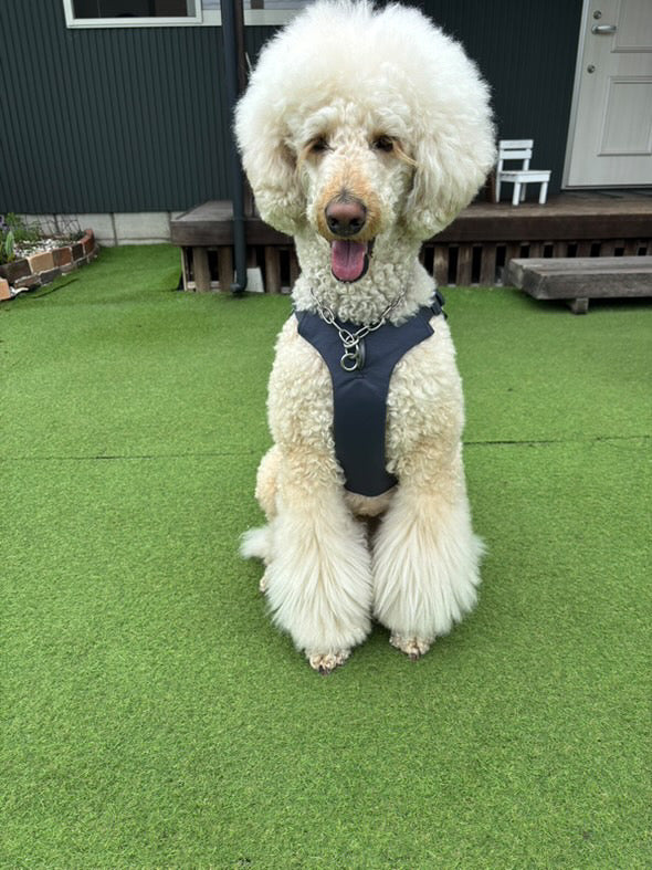 26kg 男の子 アミくん|スタンダードプードル🐶ウェブマスターハーネス