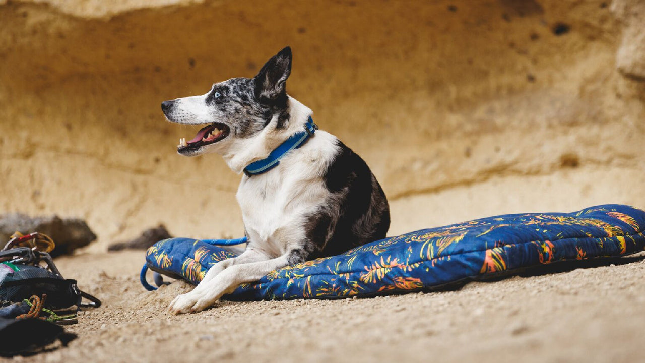 耐久性のあるウェビング