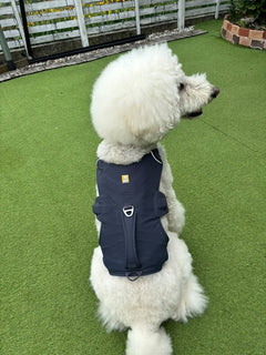 27kg 男の子 ロワくん|スタンダードプードル🐶ウェブマスターハーネス