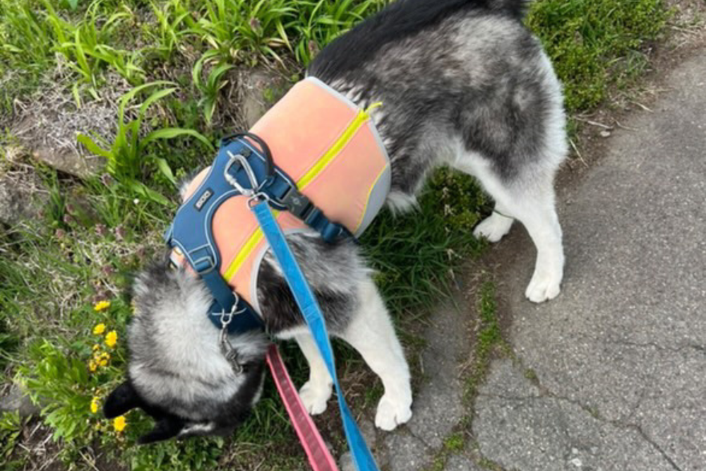 30.0kg 男の子 ちくわくん | ハスキー🐶スワンプクーラージップベスト