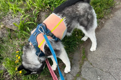 30.0kg 男の子 ちくわくん | ハスキー🐶スワンプクーラージップベスト