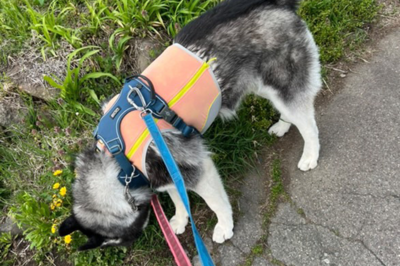 スワンプクーラージップベスト | Ruffwear JAPAN