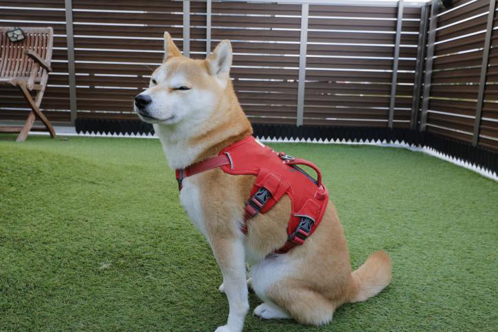 10kg 女の子 お琴ちゃん | 柴犬🐶 ウェブマスターハーネス　