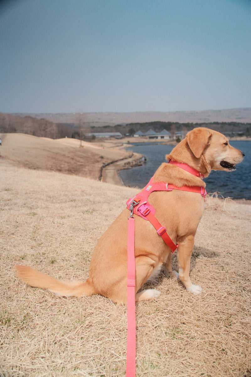 フロントレンジフレックスハーネス | Ruffwear JAPAN