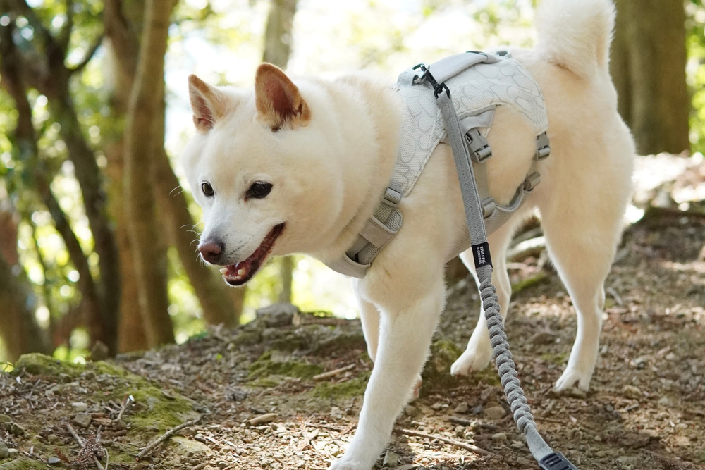 6.5kg 男の子 まめ大福くん | 柴犬🐶スワンプクーラードッグハーネス