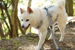 6.5kg 男の子 まめ大福くん | 柴犬🐶スワンプクーラードッグハーネス