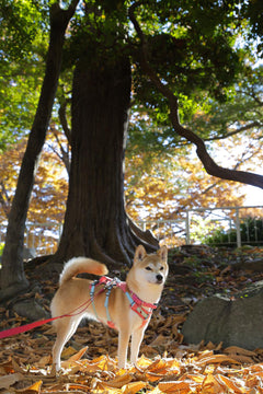 10kg 女の子 お琴ちゃん | 柴犬🐶 ウェブマスターハーネス　