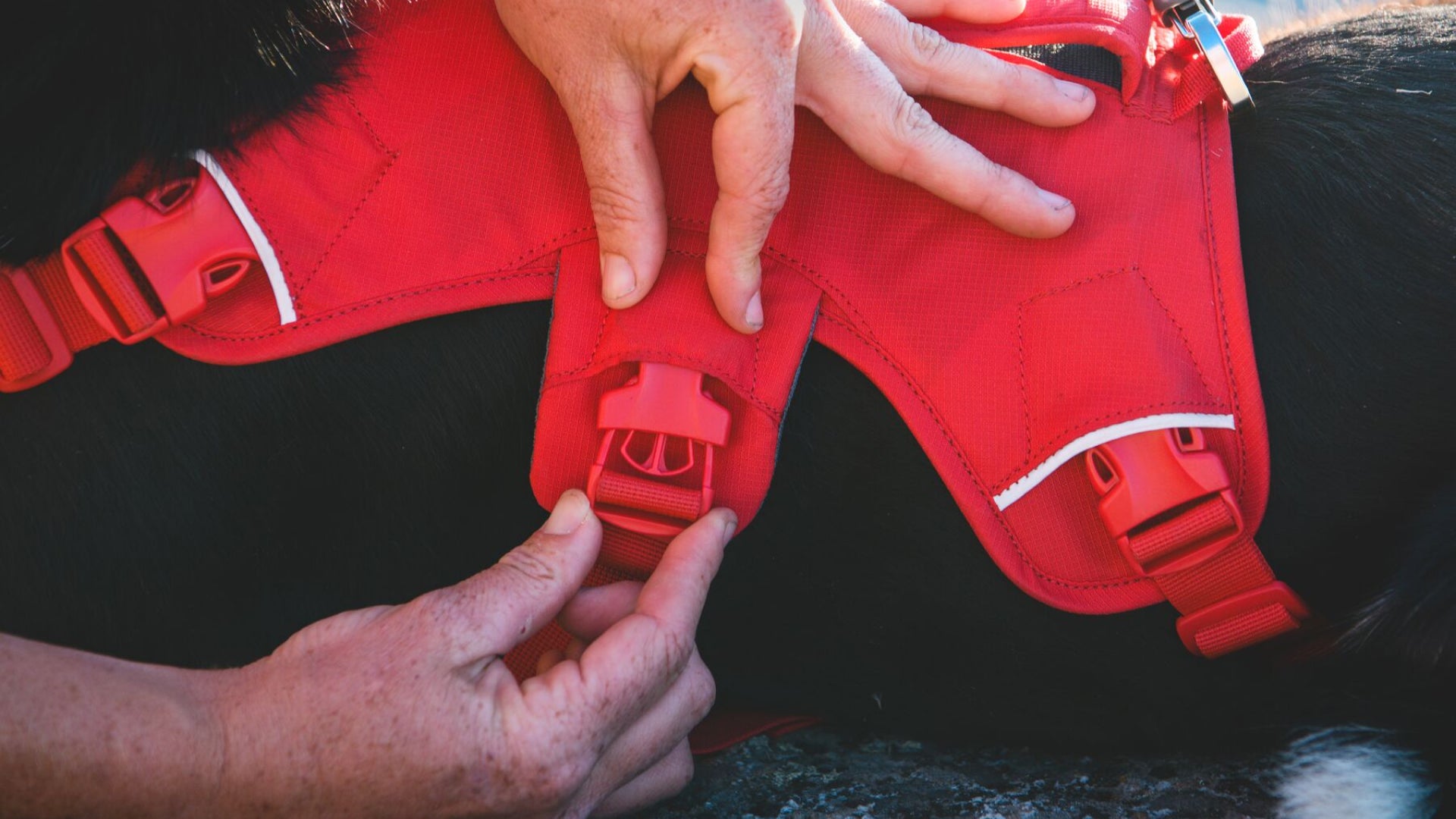 ウェブマスタードッグハーネス(SS25) | Ruffwear JAPAN