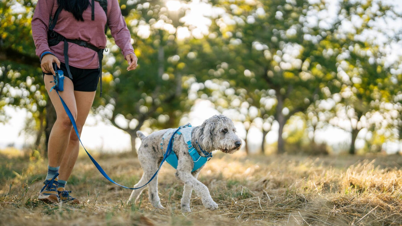 2つのリーシュポイント