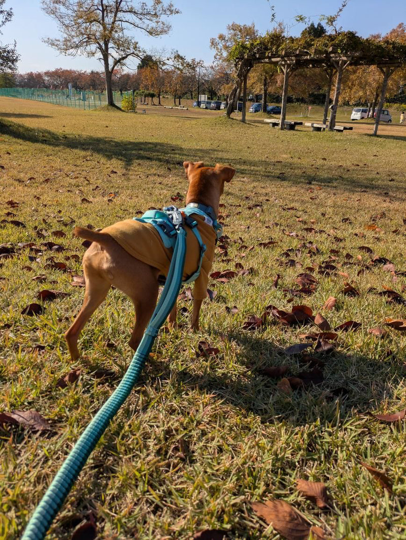 フラッグラインハーネス | 強力で軽量なリフト＆アシスト | Ruffwear JAPAN