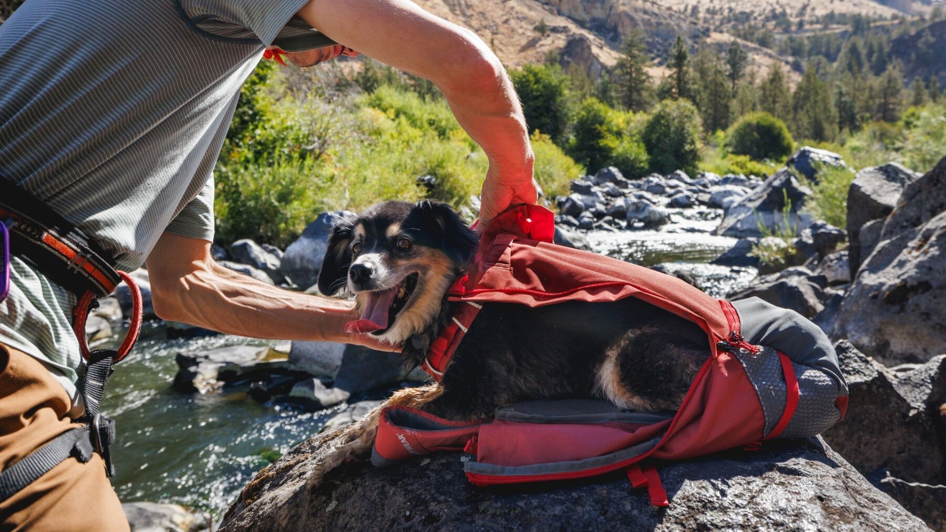 ヒッチハイカードッグバックパックキャリア | Ruffwear JAPAN