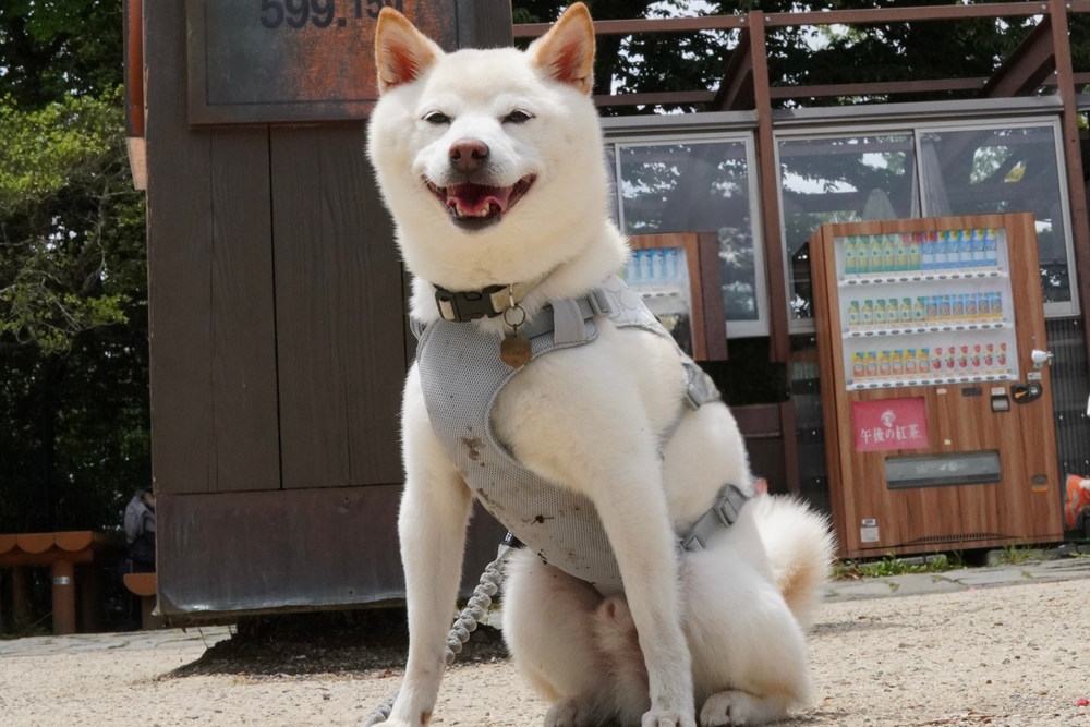 6.5kg 男の子 まめ大福くん | 柴犬🐶スワンプクーラードッグハーネス
