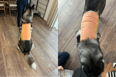 30.0kg 男の子 ちくわくん | ハスキー🐶スワンプクーラージップベスト