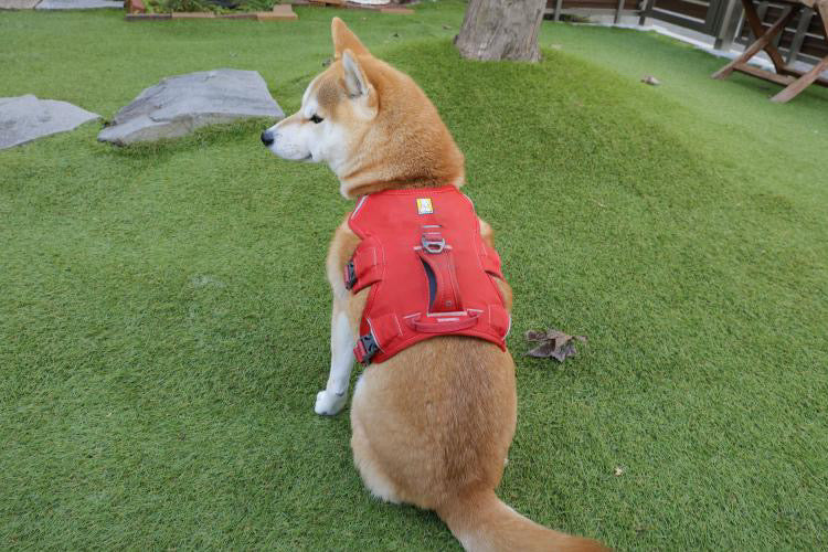 10kg 女の子 お琴ちゃん | 柴犬🐶 ウェブマスターハーネス　