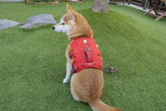 10kg 女の子 お琴ちゃん | 柴犬🐶 ウェブマスターハーネス　
