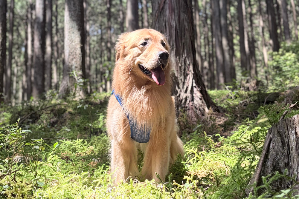 39.0kg 男の子 山祇くん | ゴールデンレトリバー🐶トレイルランナーランニングベスト