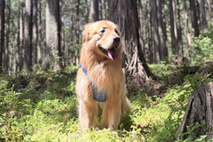 39.0kg 男の子 山祇くん | ゴールデンレトリバー🐶トレイルランナーランニングベスト
