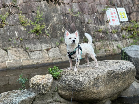 8.0kg 男の子 くまたろうくん | ウエストハイランドホワイトテリア🐶ハイ＆ライトハーネス