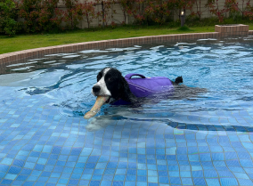 フロートコートライフジャケット |犬用パーソナルフローティング