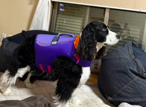 フロートコートライフジャケット |犬用パーソナルフローティング