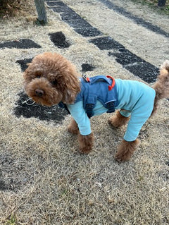 5.5kg 男の子 くすくすくん | トイプードル🐶ウェブマスターハーネス
