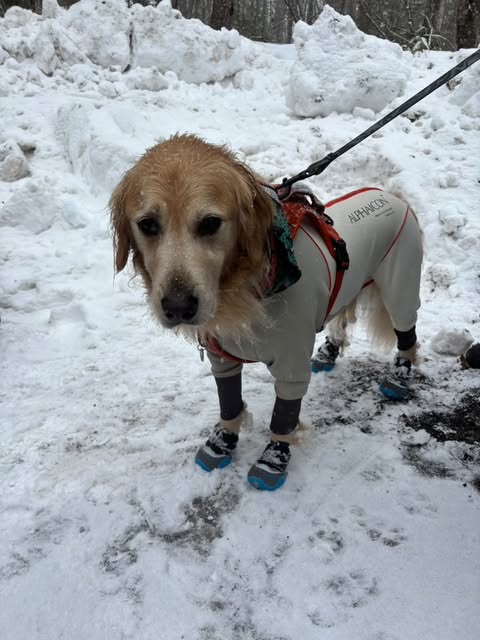 Ruffwear ドッグシューズ ポーラートレックス ポーラトレックス冬用ブーツ | スノーブーツ | Ruffwear JAPAN
