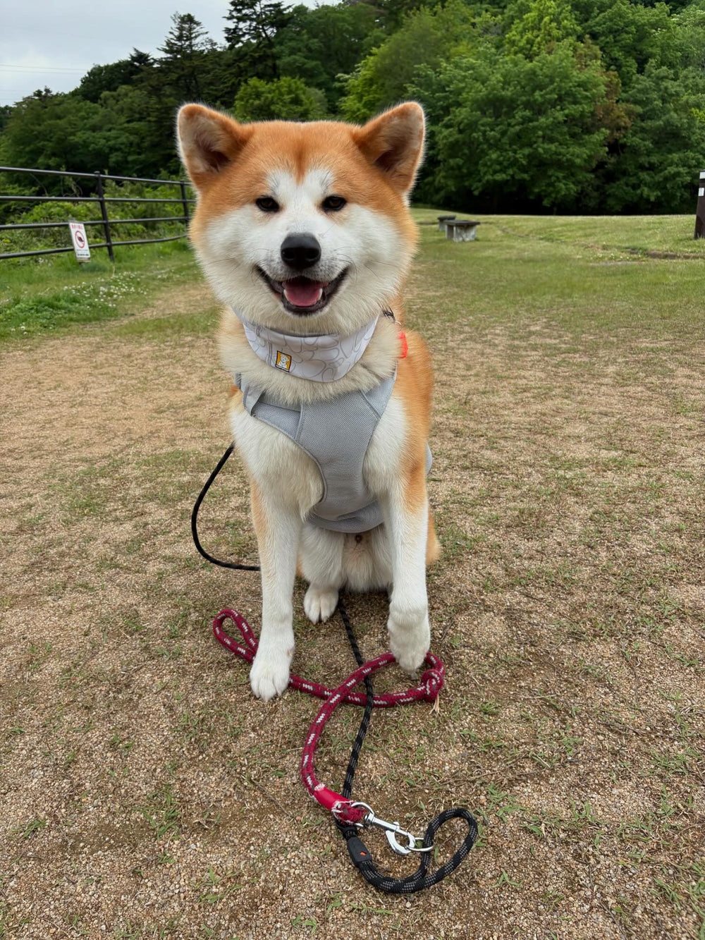 28.0kg 男の子 げんきくん | 秋田犬🐶スワンプクーラードッグハーネス