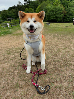 28.0kg 男の子 げんきくん | 秋田犬🐶スワンプクーラードッグハーネス
