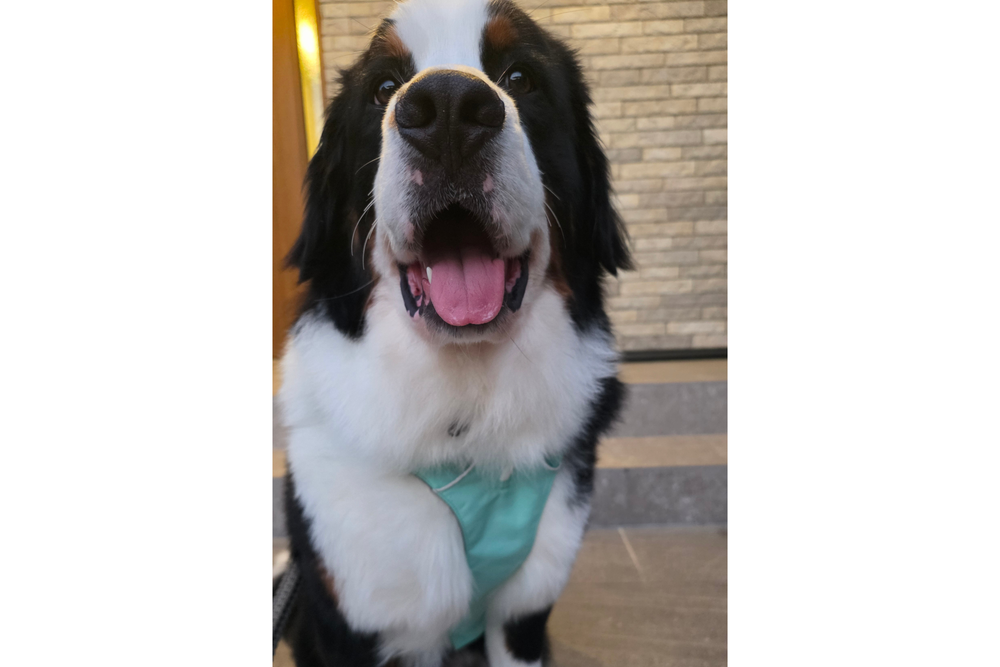 40.0kg 男の子 きういくん |&nbsp;バーニーズマウンテンドッグ🐶フラッグラインハーネス