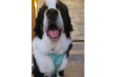 40.0kg 男の子 きういくん |&nbsp;バーニーズマウンテンドッグ🐶フラッグラインハーネス