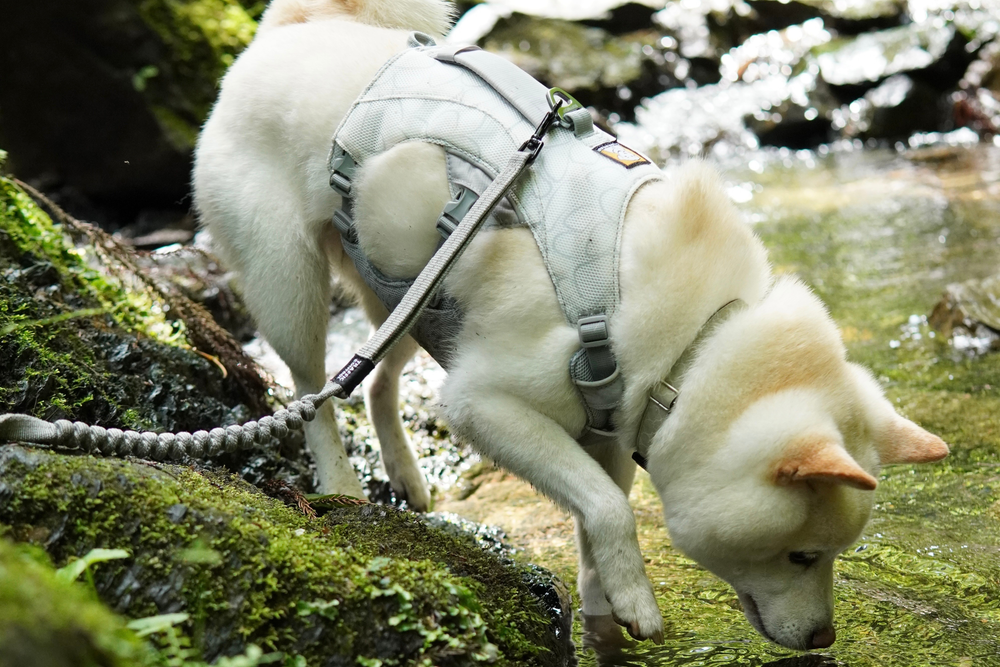 6.5kg 男の子 まめ大福くん | 柴犬🐶スワンプクーラードッグハーネス