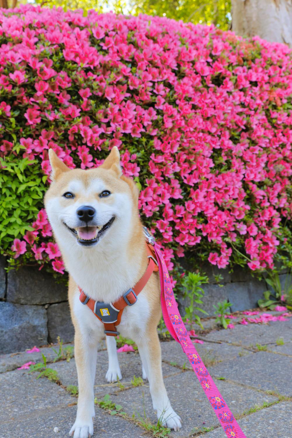 10kg 女の子 お琴ちゃん | 柴犬🐶 ウェブマスターハーネス　