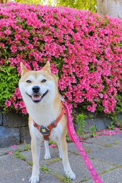 10kg 女の子 お琴ちゃん | 柴犬🐶 ウェブマスターハーネス　