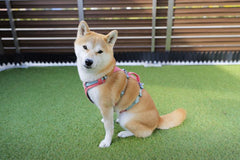 10kg 女の子 お琴ちゃん | 柴犬🐶 ウェブマスターハーネス　