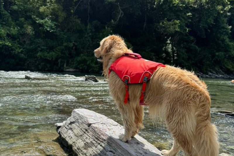 コンフルエンスドッグライフジャケット | Ruffwear JAPAN