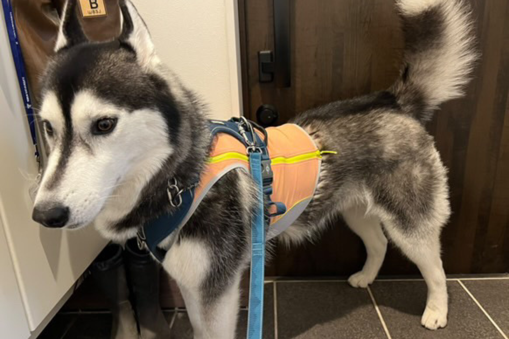 30.0kg 男の子 ちくわくん | ハスキー🐶スワンプクーラージップベスト