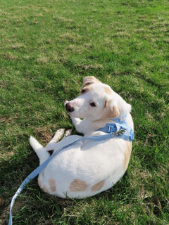 24.0kg 男の子 ハートくん | ミックス🐶フロントレンジフレックスハーネス