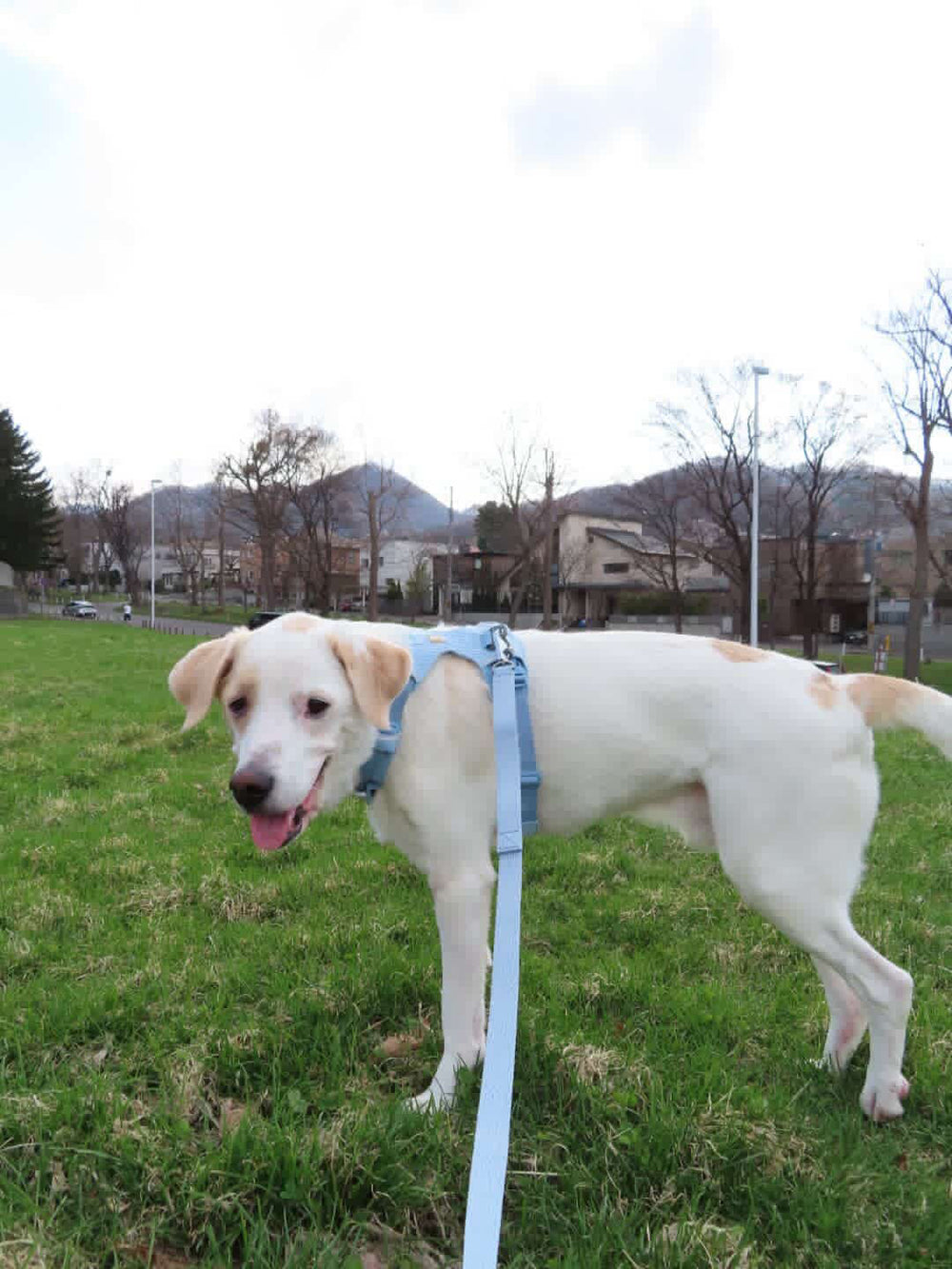 24.0kg 男の子 ハートくん | ミックス🐶フロントレンジフレックスハーネス