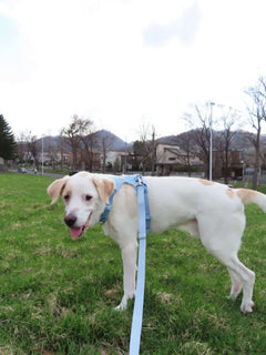 24.0kg 男の子 ハートくん | ミックス🐶フロントレンジフレックスハーネス